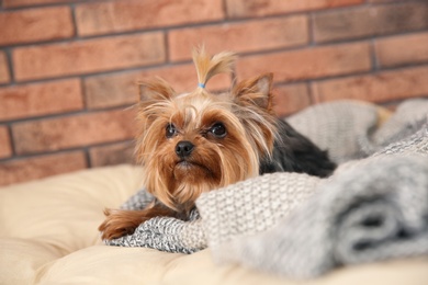 Photo of Yorkshire terrier on pet bed against brick wall. Happy dog