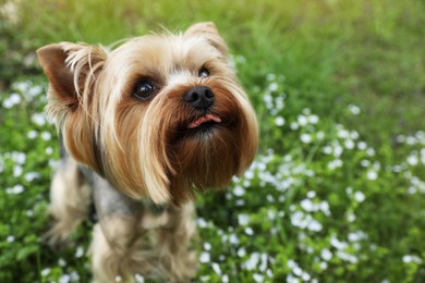 Photo of Cute Yorkshire terrier among wildflowers in meadow on spring day, closeup