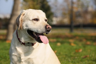 Photo of Yellow Labrador in park on sunny day. Space for text