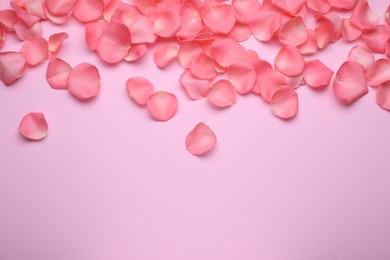 Photo of Beautiful rose flower petals on pink background, flat lay. Space for text