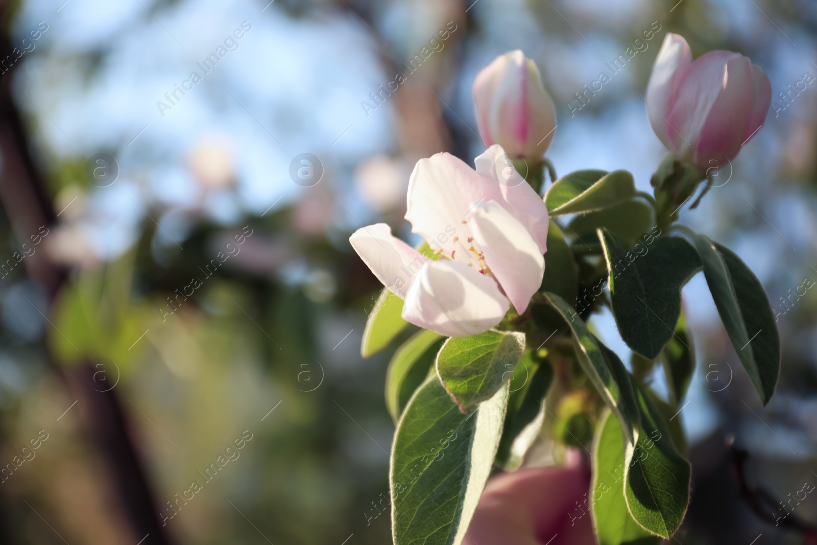 Photo of Closeup view of beautiful blossoming quince tree outdoors on spring day