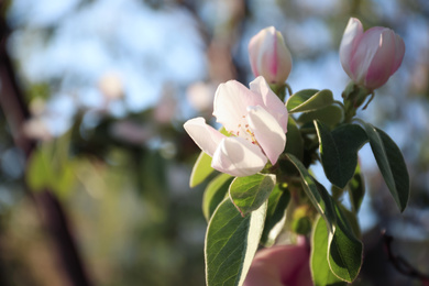 Photo of Closeup view of beautiful blossoming quince tree outdoors on spring day