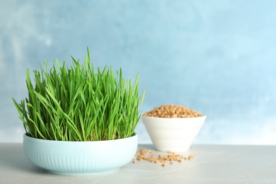 Ceramic bowl with fresh wheat grass on table against color background, space for text