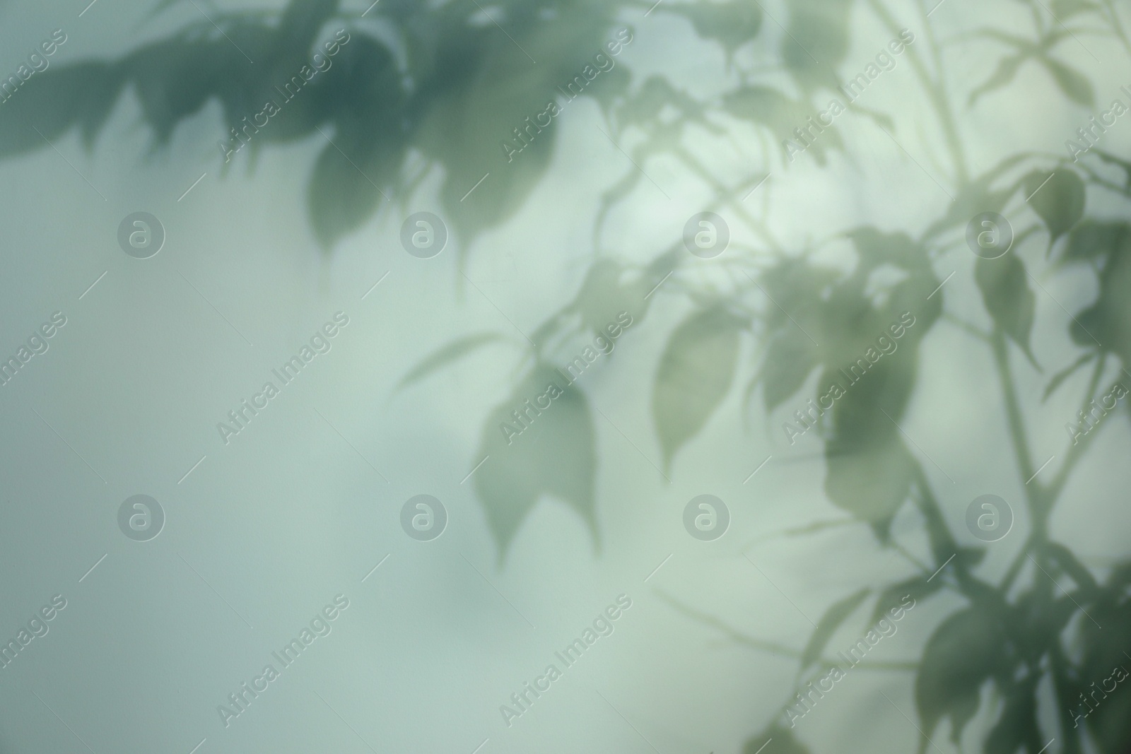 Photo of Shadow of plant branches on light background, space for text