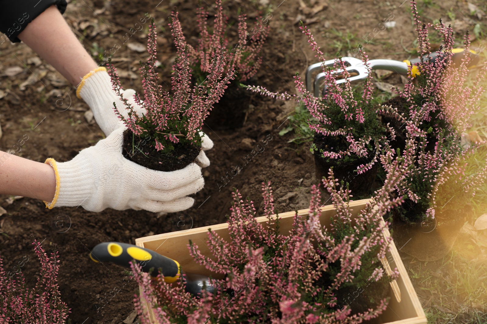 Photo of Woman planting flowering heather shrub outdoors, closeup