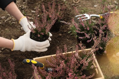 Photo of Woman planting flowering heather shrub outdoors, closeup