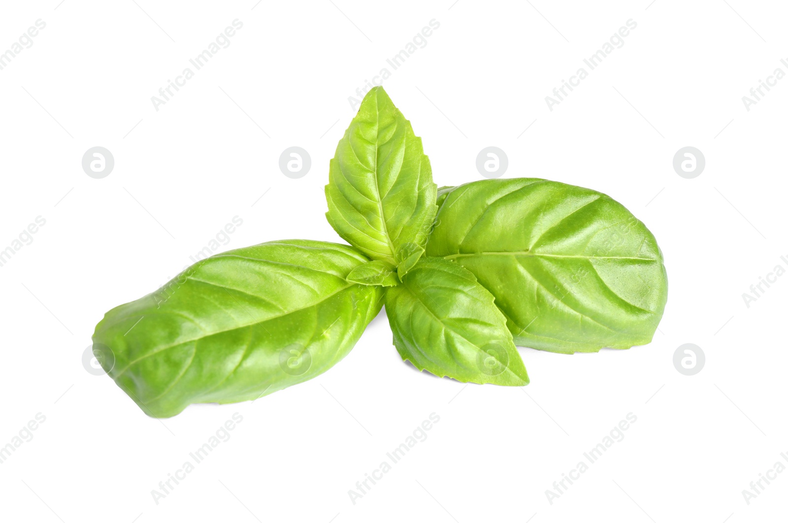 Photo of Fresh green basil leaves isolated on white