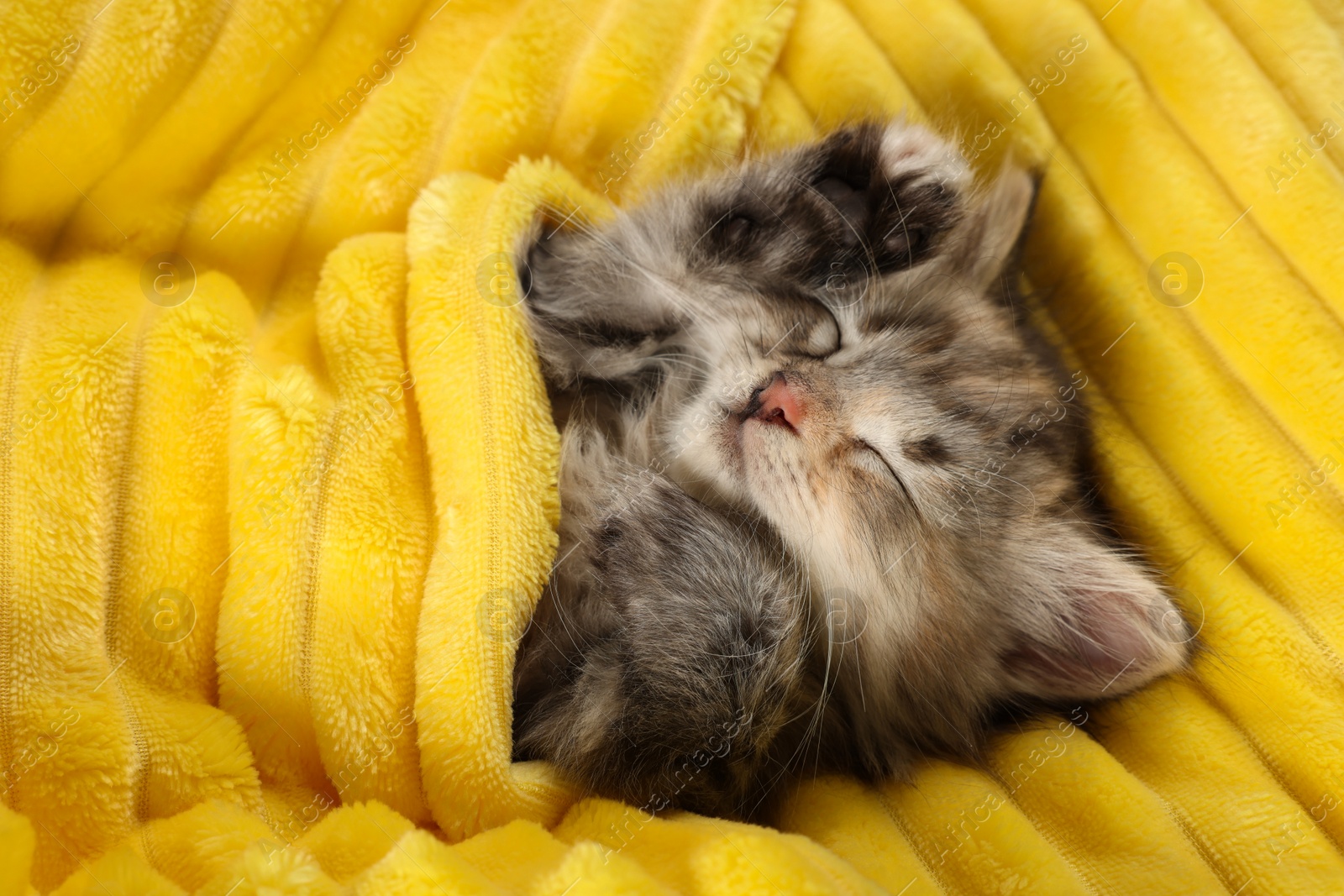 Photo of Cute kitten sleeping in soft yellow blanket, above view