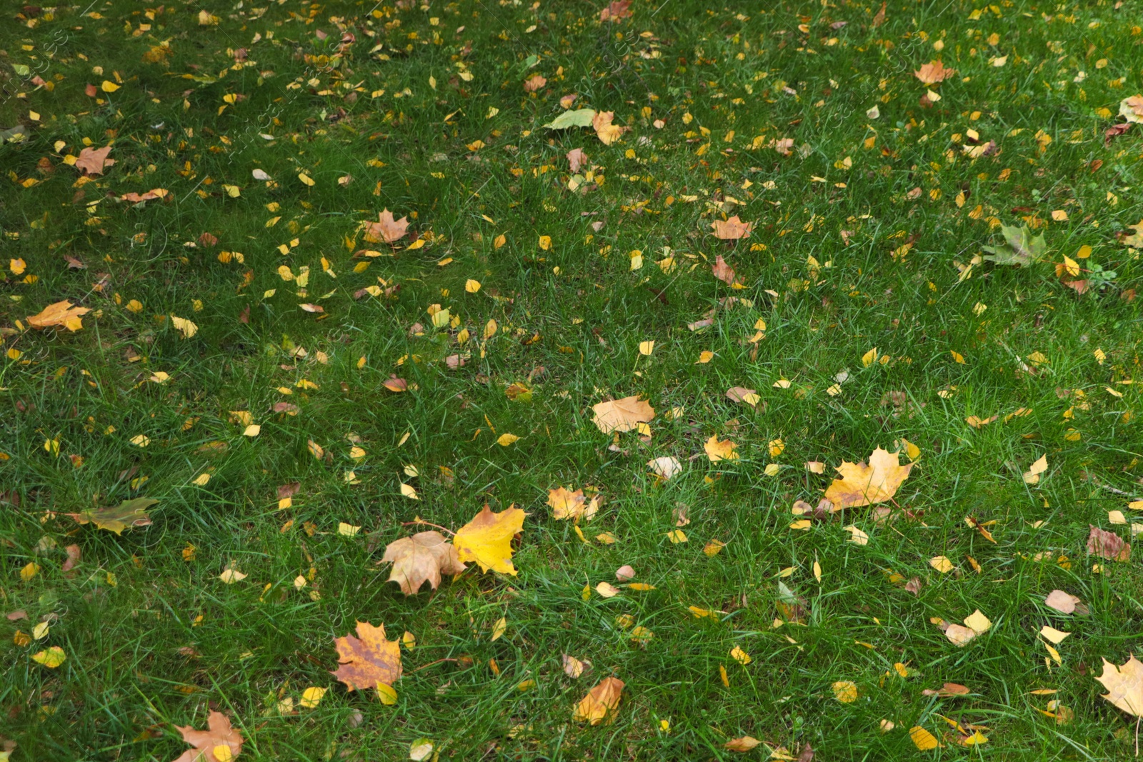 Photo of Dry leaves on green grass in autumn, above view