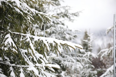 Photo of Fir tree covered with snow on winter day, closeup