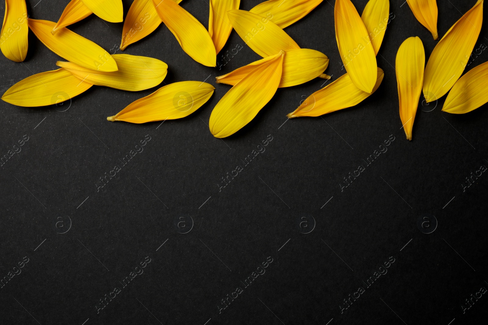 Photo of Fresh yellow sunflower petals on black background, flat lay. Space for text