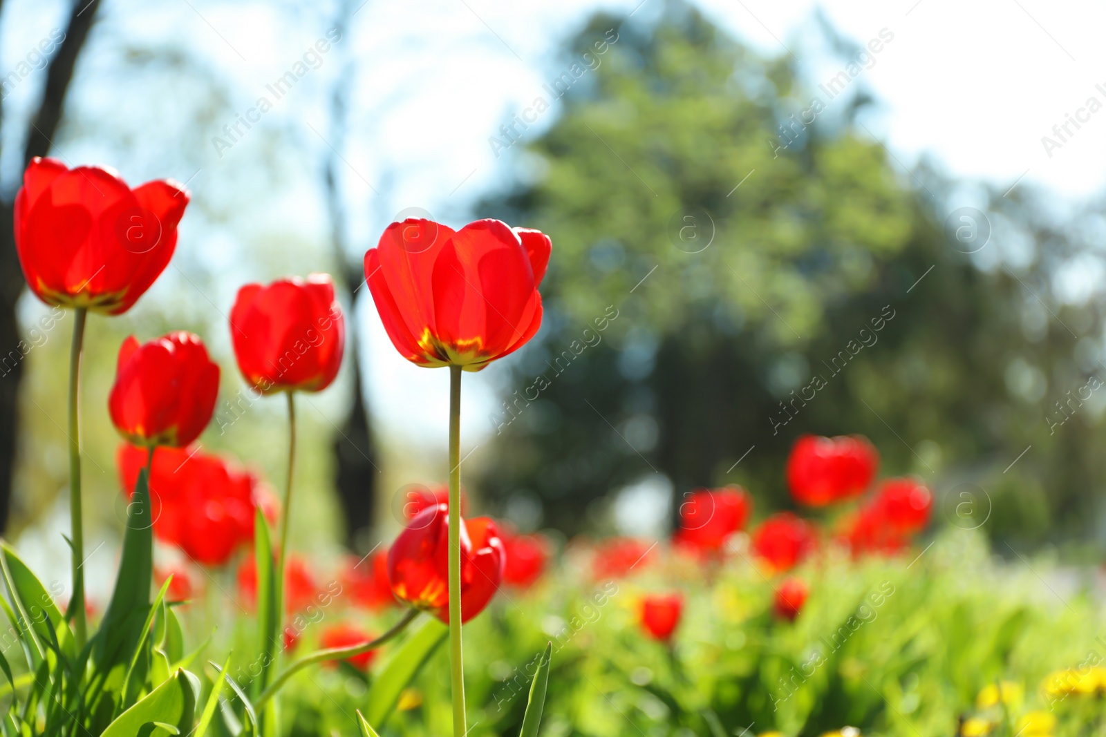 Photo of Blossoming tulips outdoors on sunny spring day