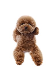 Cute Maltipoo dog on white background. Lovely pet