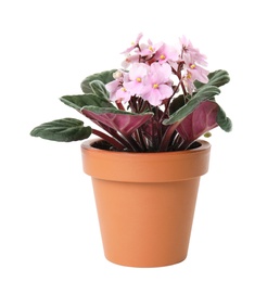 Pot with Saintpaulia home plant on white background