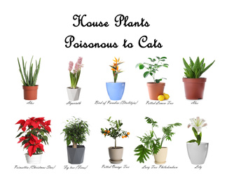 Image of Set of house plants poisonous to cats on white background