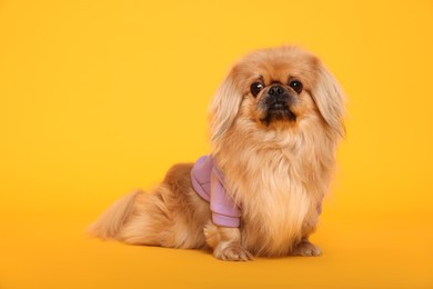 Cute Pekingese dog in pet clothes on yellow background