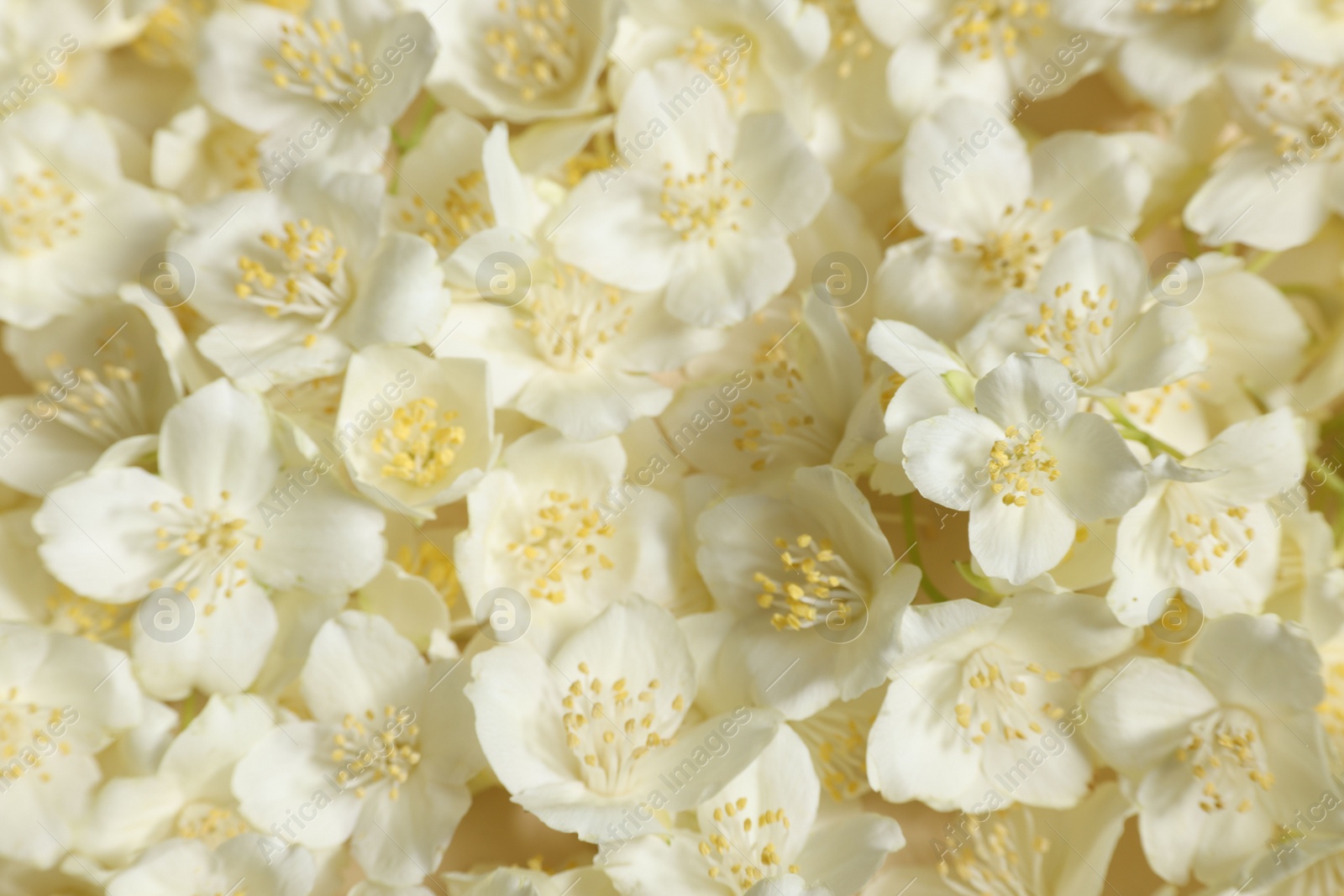 Photo of Many aromatic jasmine flowers as background, above view