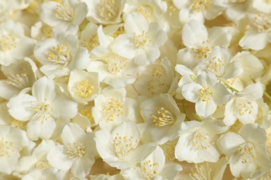 Many aromatic jasmine flowers as background, above view