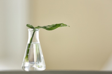 Conical flask with plant on table against blurred background, space for text. Chemistry laboratory research