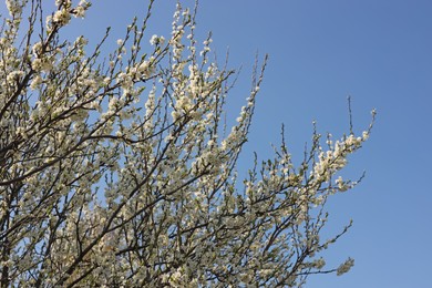 Beautiful apricot tree branch with tender flowers against blue sky, low angle view. Awesome spring blossoms