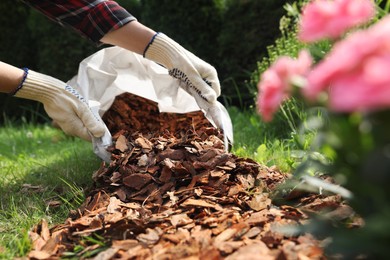 Photo of Woman mulching soil with bark chips in garden, closeup