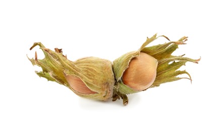 Photo of Organic hazelnuts in husk on white background
