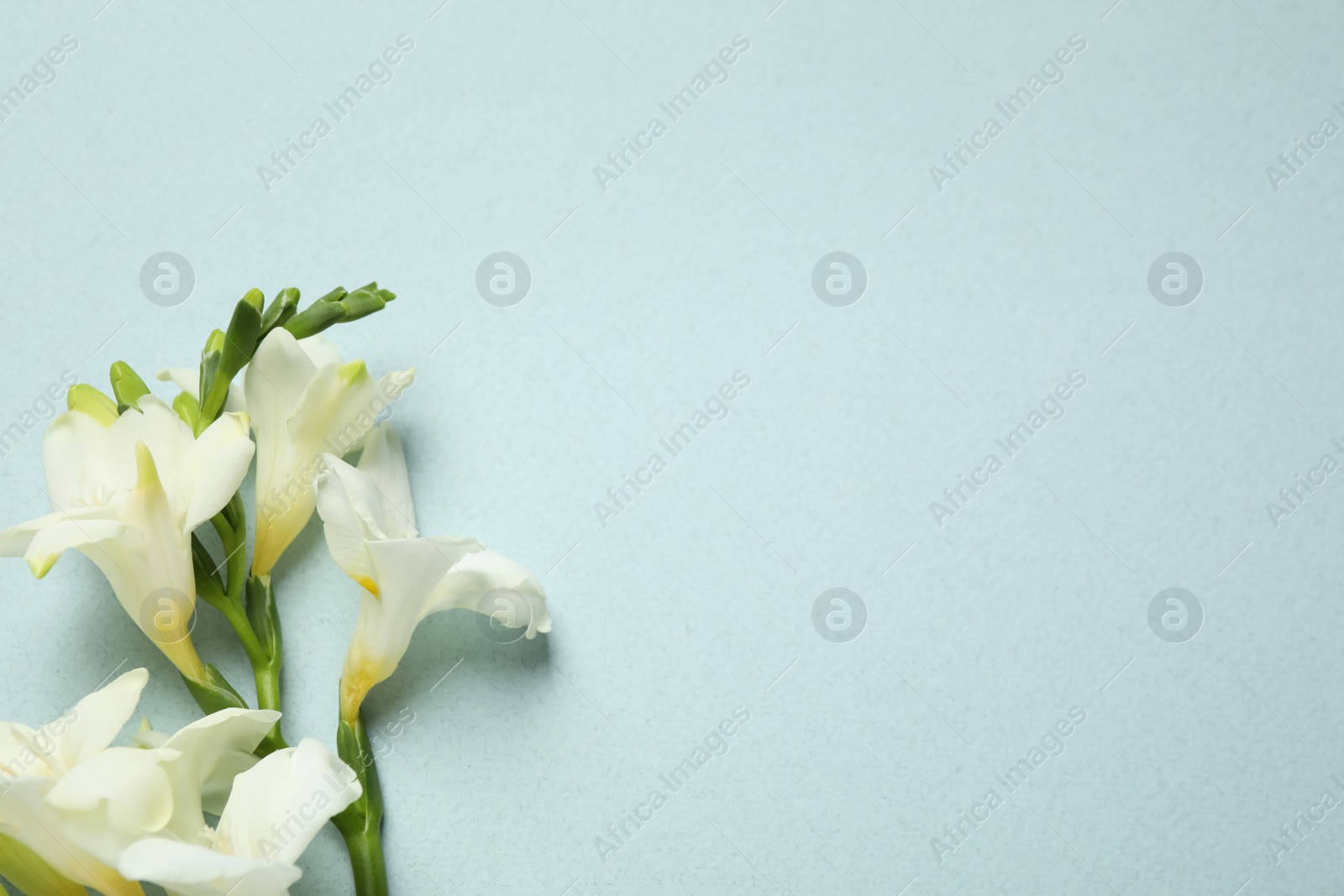 Photo of Beautiful freesia flowers on light blue background, flat lay. Space for text