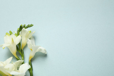 Beautiful freesia flowers on light blue background, flat lay. Space for text