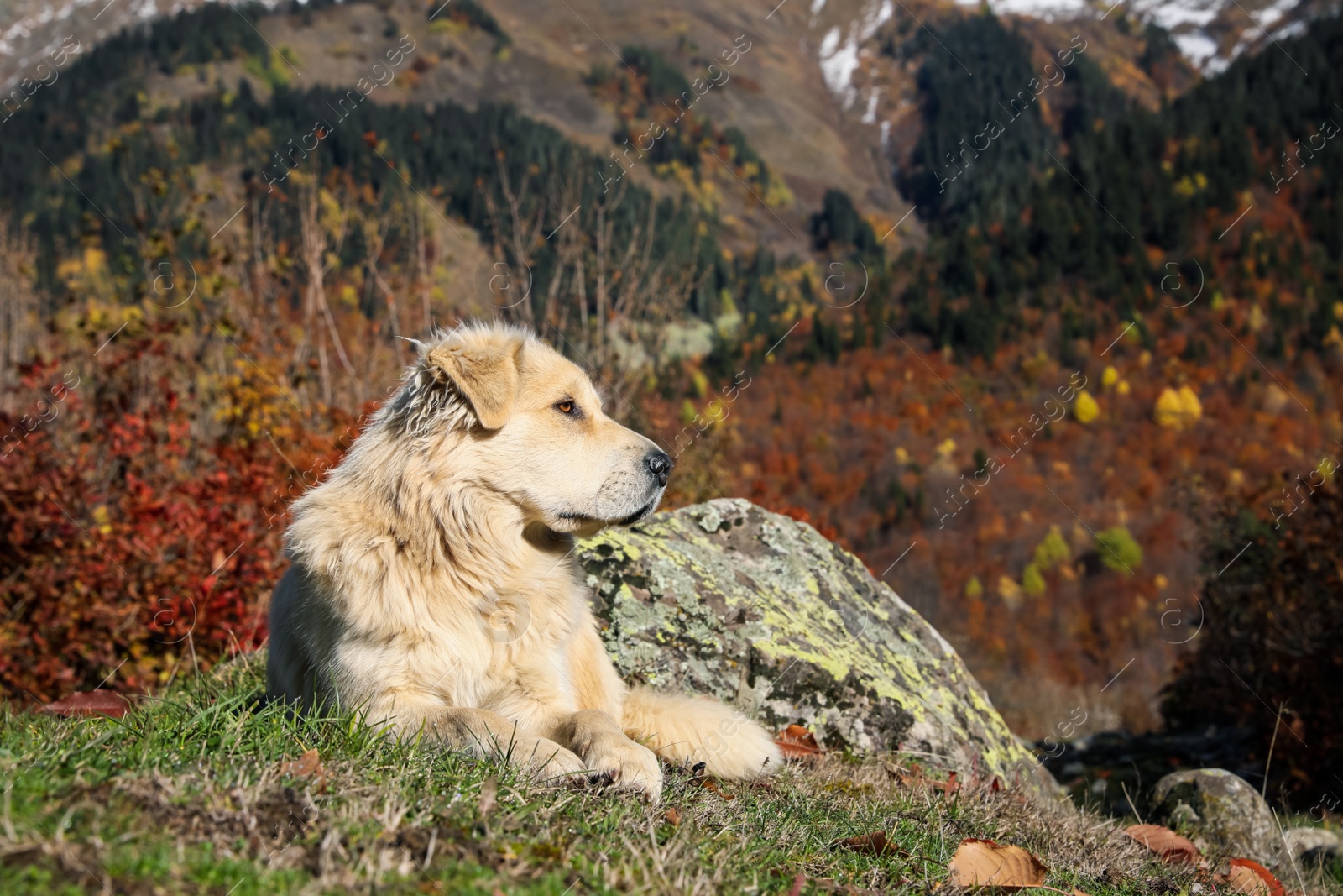 Photo of Adorable dog in mountains on sunny day