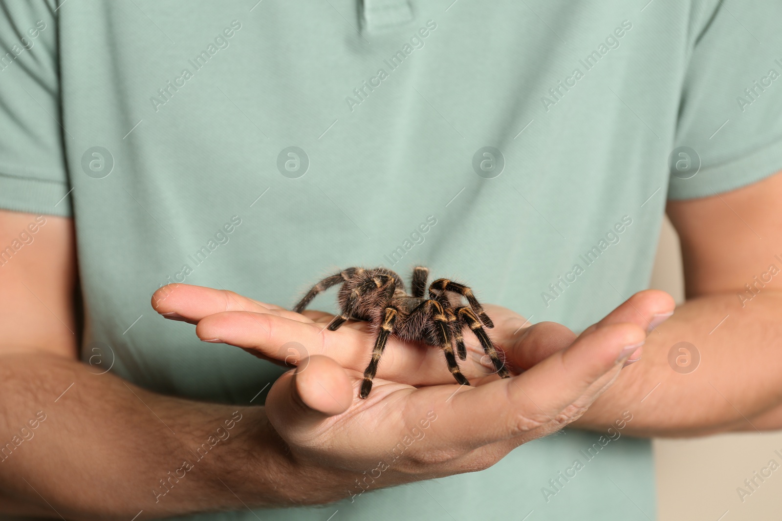 Photo of Man holding striped knee tarantula on beige background, closeup