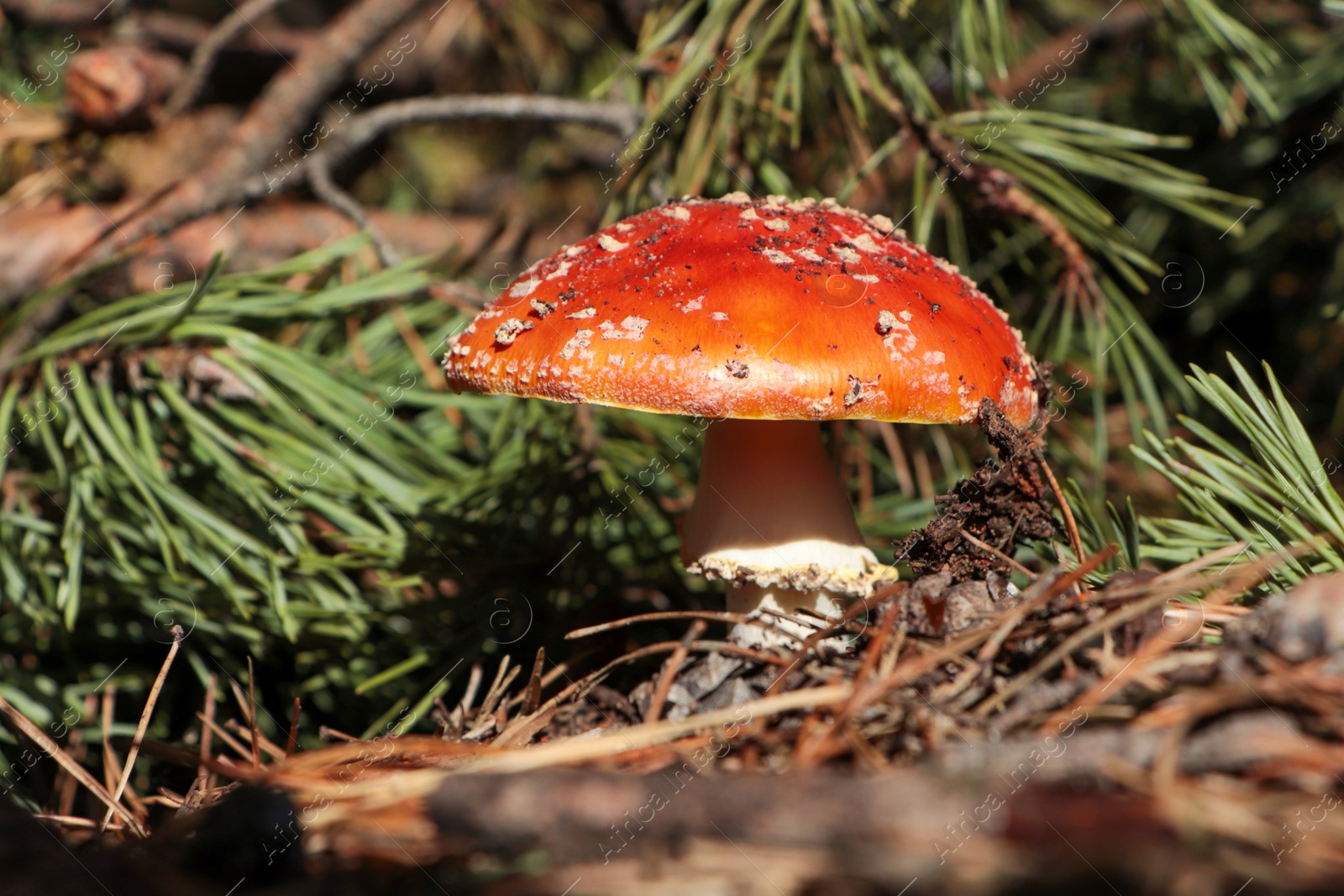 Photo of Fresh wild mushroom growing near spruce tree in forest, closeup