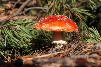 Photo of Fresh wild mushroom growing near spruce tree in forest, closeup