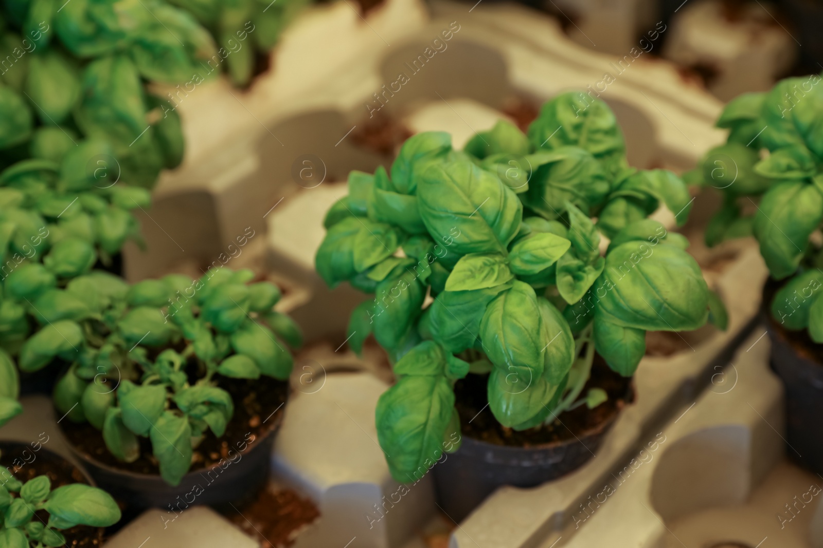 Photo of Potted green basil plants in tray, closeup