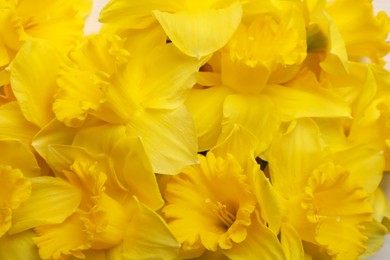 Photo of Beautiful daffodils as background, closeup. Fresh spring flowers