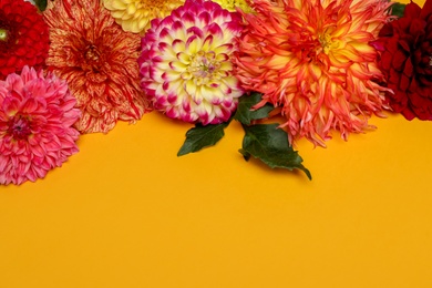 Photo of Beautiful dahlia flowers on yellow background, flat lay. Space for text