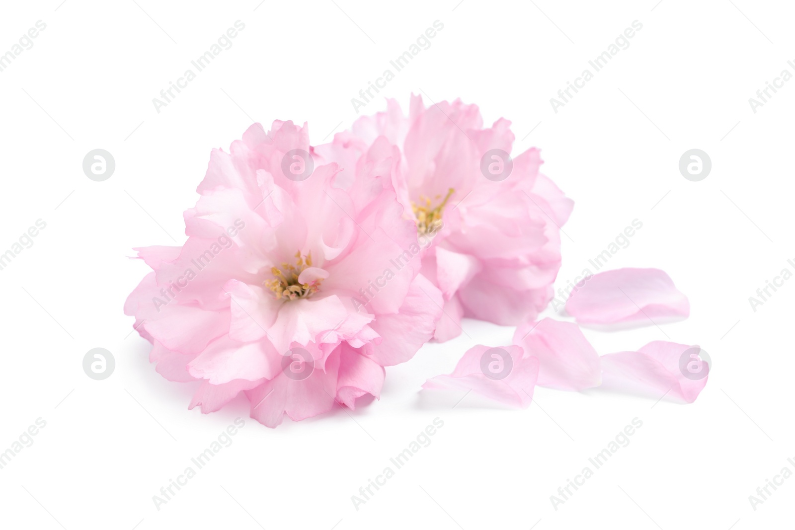 Photo of Beautiful pink sakura blossoms and petals isolated on white