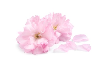 Photo of Beautiful pink sakura blossoms and petals isolated on white