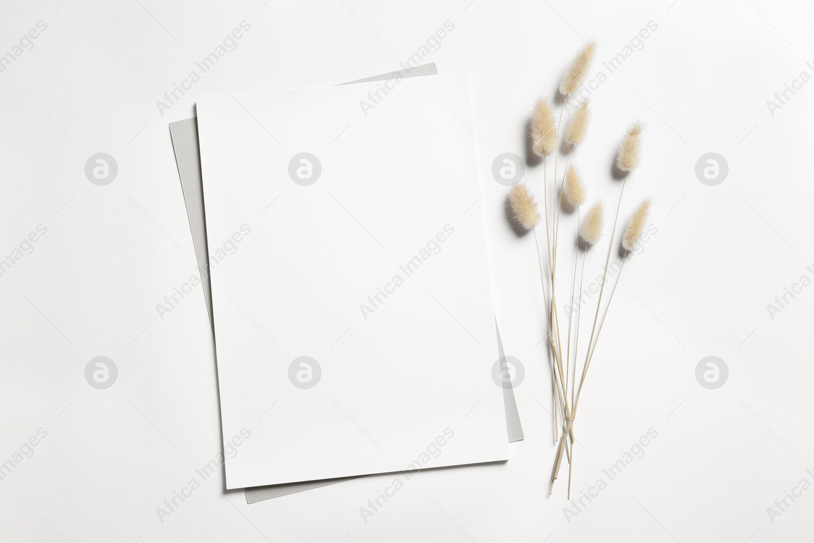 Photo of Empty sheet of paper and dry decorative spikes on white background, flat lay. Mockup for design