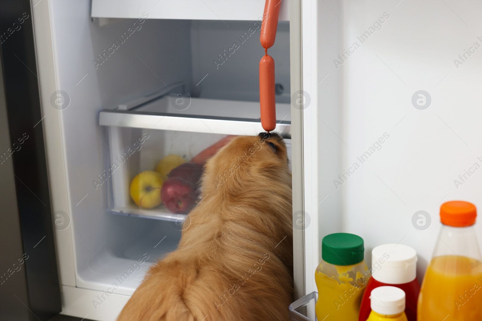 Photo of Cute Pekingese dog stealing sausages from refrigerator in kitchen