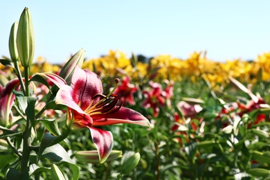 Beautiful bright pink lilies growing at flower field, closeup. Space for text