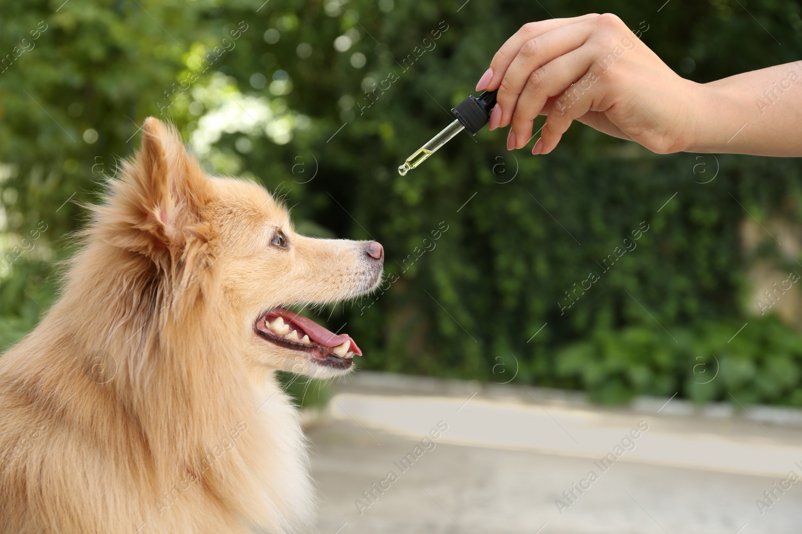 Photo of Woman giving tincture to cute dog outdoors, closeup