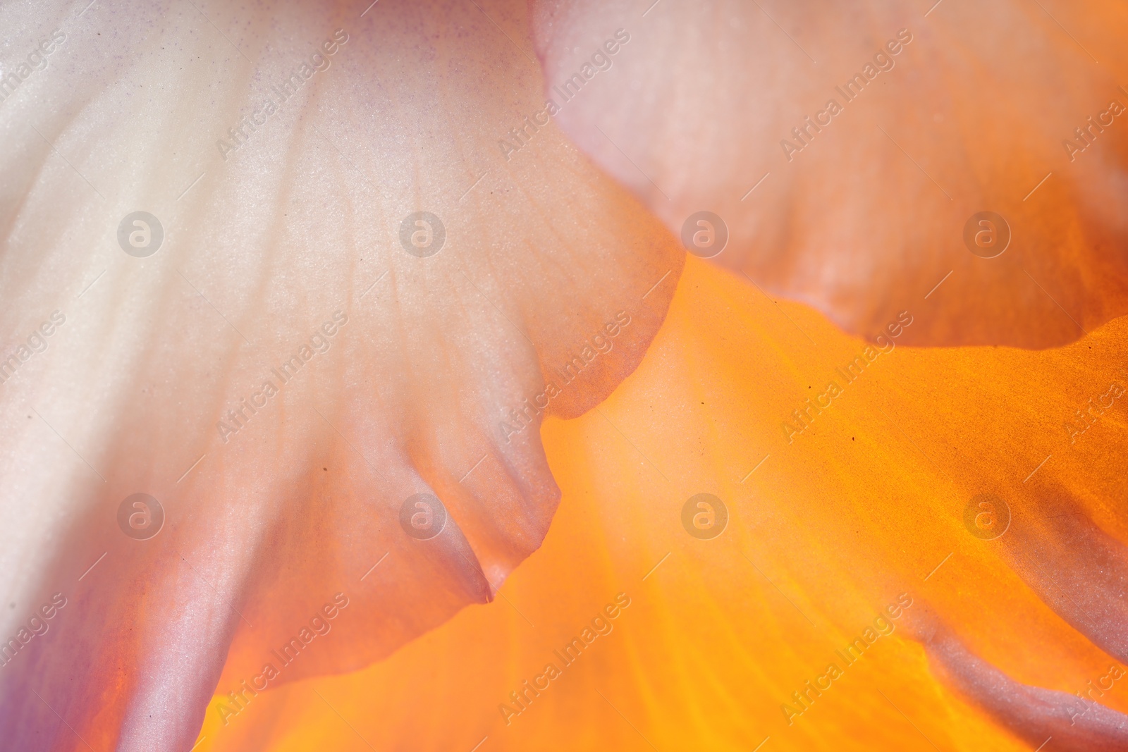 Photo of Beautiful lilac Gladiolus flower as background, macro view