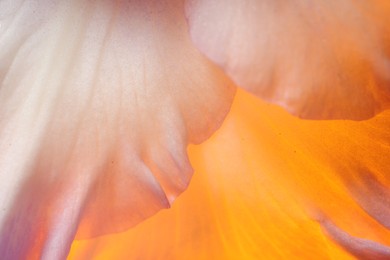 Beautiful lilac Gladiolus flower as background, macro view