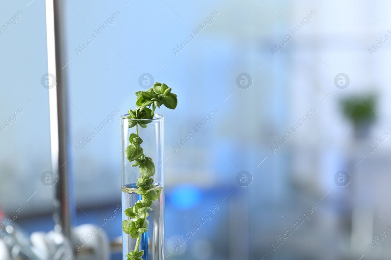 Photo of Test tube with plant in laboratory, closeup. Space for text