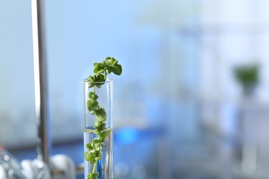 Photo of Test tube with plant in laboratory, closeup. Space for text