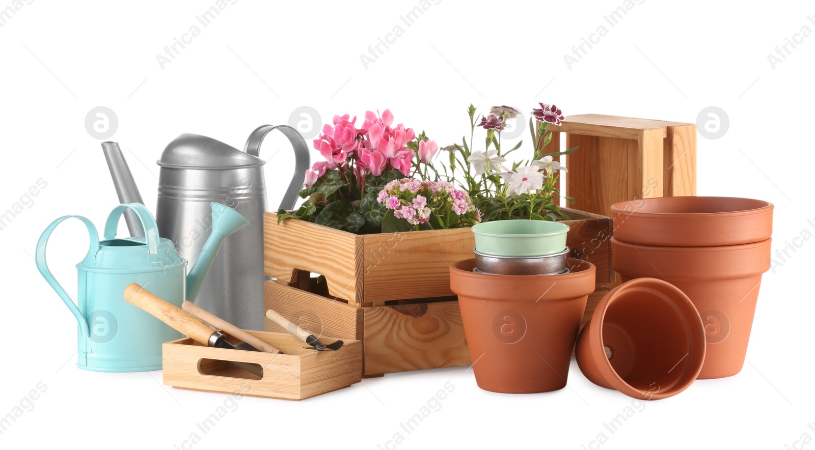 Photo of Beautiful flowers, pots and gardening tools isolated on white