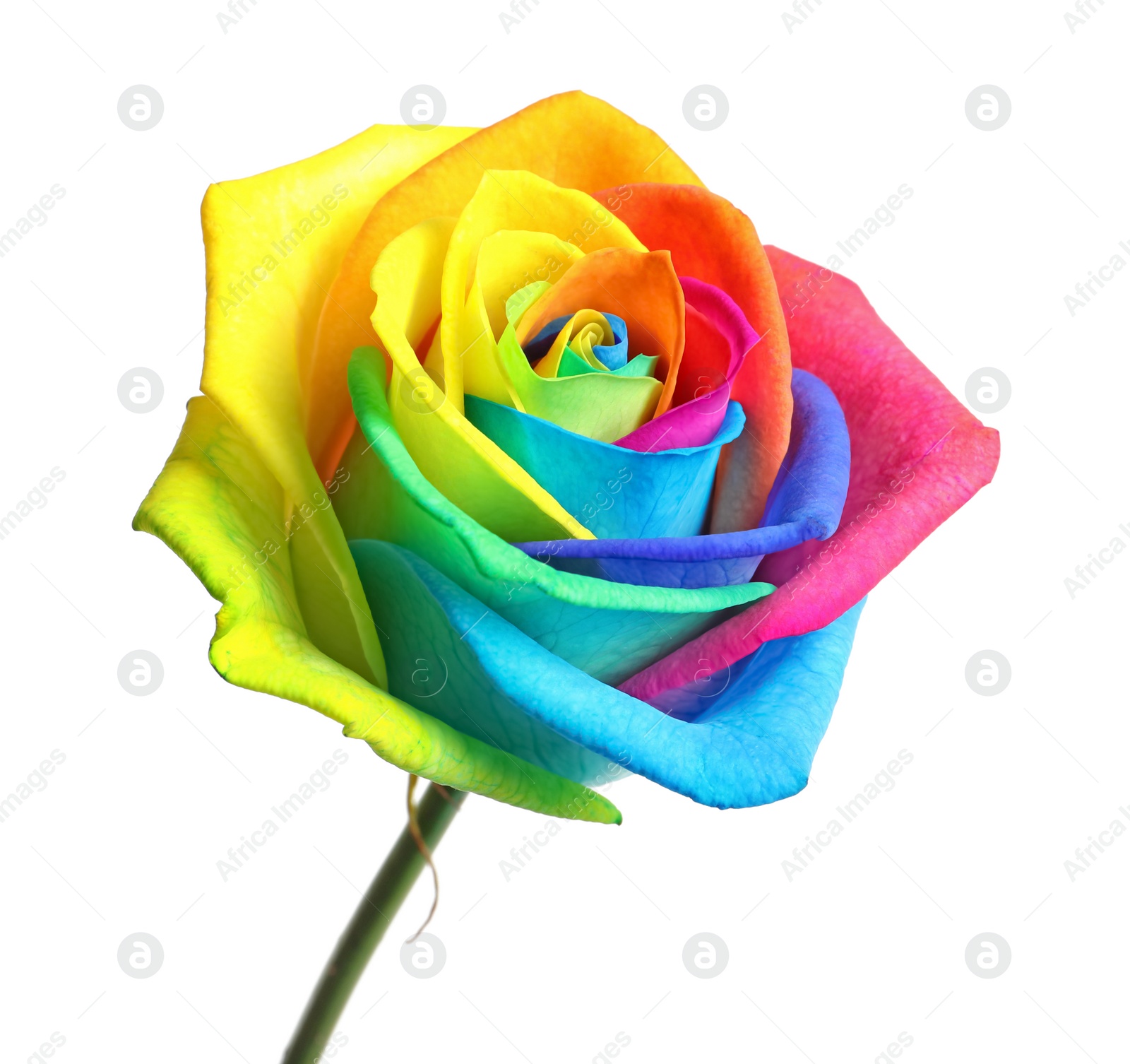 Photo of Amazing rainbow rose flower on white background