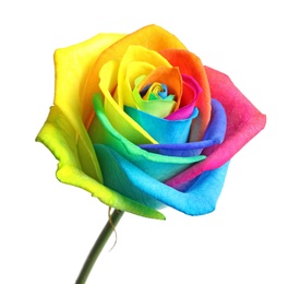 Photo of Amazing rainbow rose flower on white background