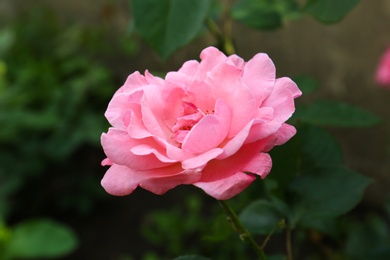 Photo of Beautiful blooming pink rose in garden on summer day