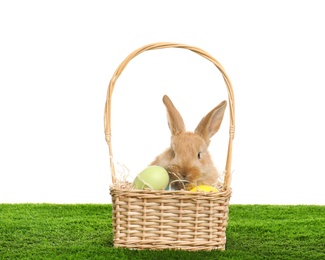 Photo of Adorable furry Easter bunny in wicker basket and dyed eggs on green grass against white background